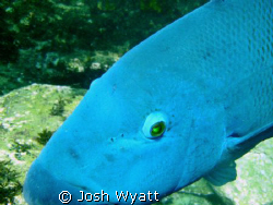 This guy found my camera fascinating. by Josh Wyatt 